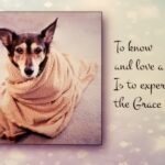 40 Sympathy Messages for Pets: Condolence Quotes for Dogs, Cats